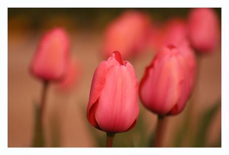I thought it fitting that the EPA planted pretty tulips around its building.