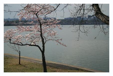 Laura liked this tree.