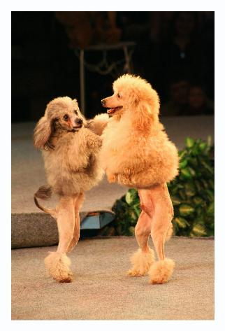 The dogs.  They walked around on their hind legs like they were born that way.